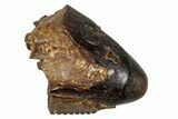 Tyrannosaur Tooth Tip - Judith River Formation #276434-1